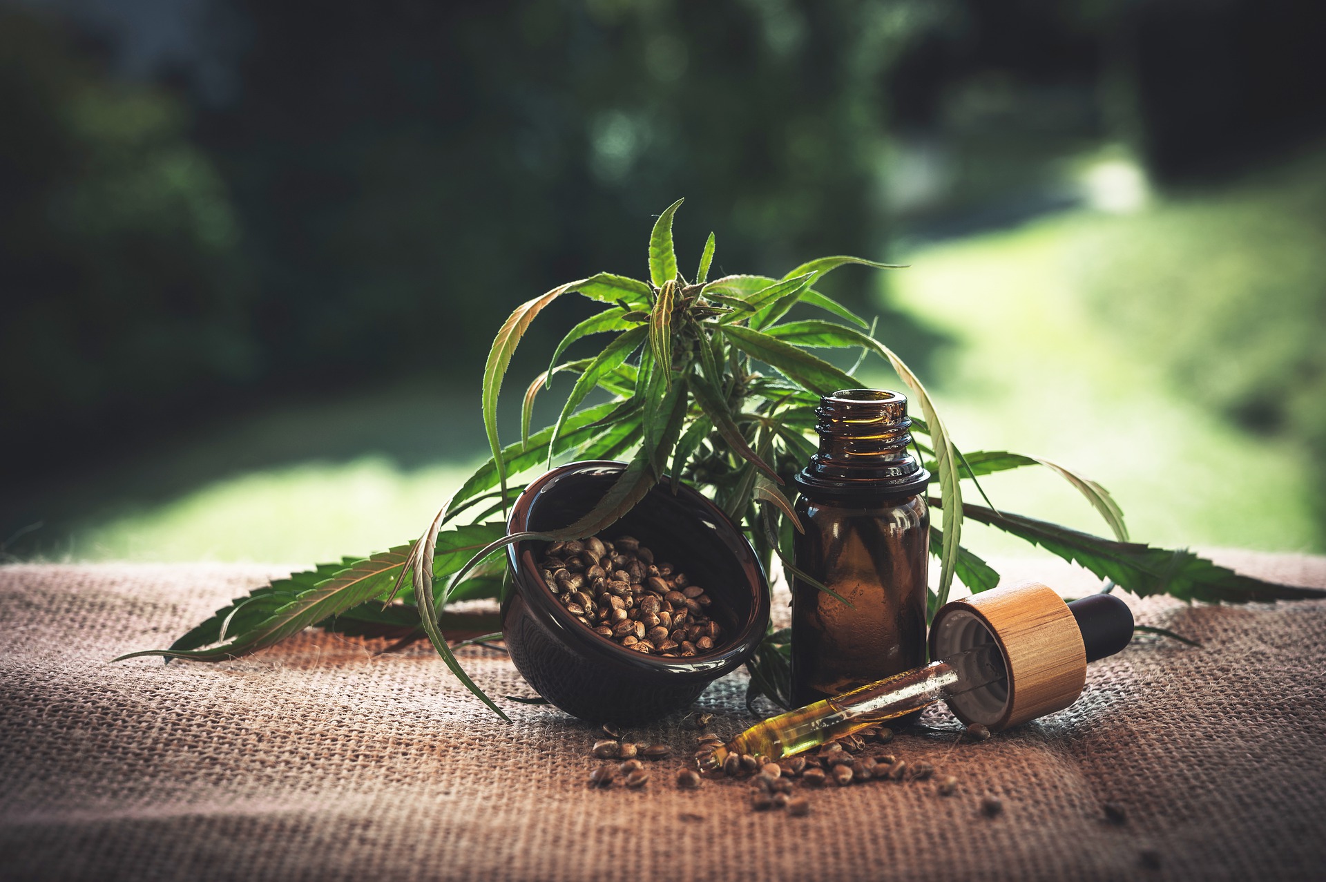 Le Cannabis : Entre Bienfaits Et Méfaits Sur La Santé